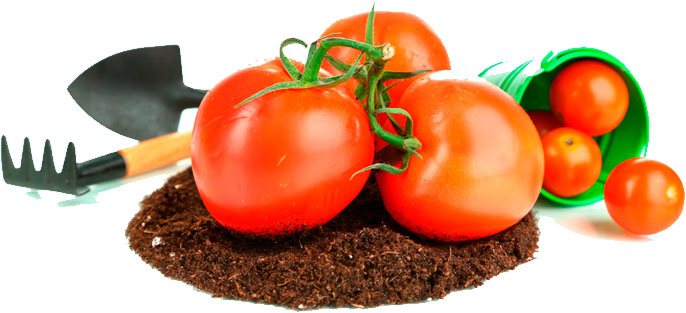 tomates